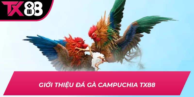 Giới thiệu đá gà Campuchia TX88