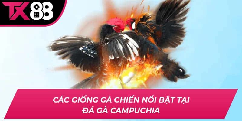 Các giống gà chiến nổi bật tại đá gà Campuchia