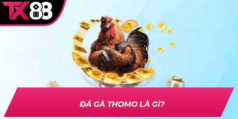 Đá gà Thomo là gì?
